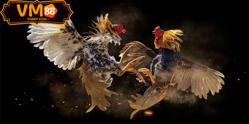 Đá Gà ODIN - Sảnh Cược Đá Gà Độc Quyền Tại VM88 Chiến lược cá cược Đá gà