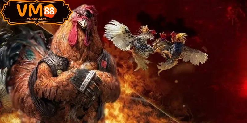 Đá Gà ODIN - Sảnh Cược Đá Gà Độc Quyền Tại VM88 Trận Peru lai Đá gà ODIN