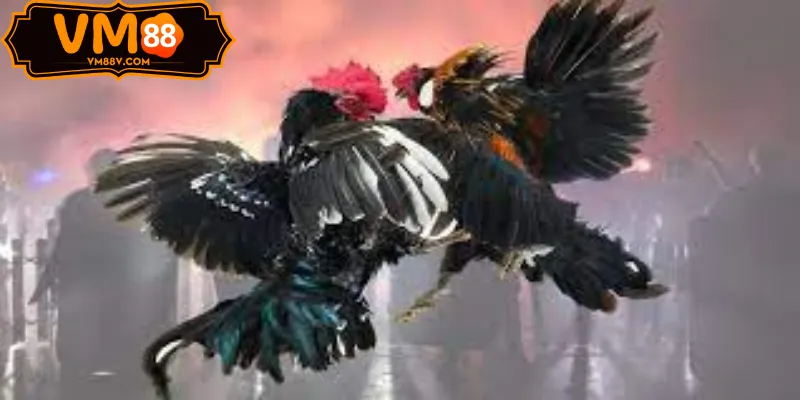 Đá Gà ODIN - Sảnh Cược Đá Gà Độc Quyền Tại VM88 Stream cựa dao ODIN