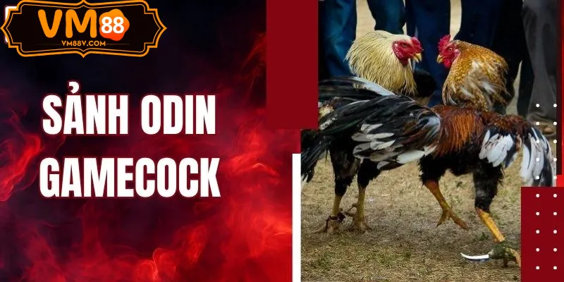 Đá Gà ODIN - Sảnh Cược Đá Gà Độc Quyền Tại VM88 Đá Gà ODIN Cựa Dao VM88