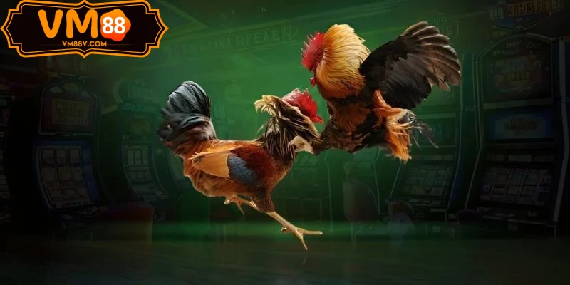 Chiến lược Đá Gà VM88 parlay