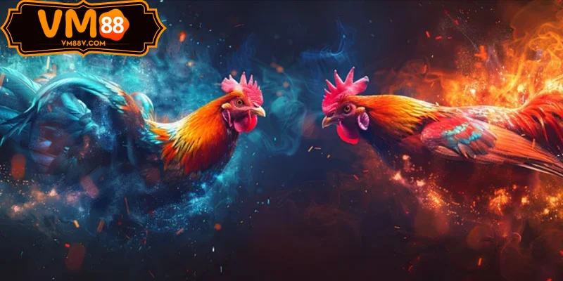 Stream HD Đá Gà VM88 Thomo