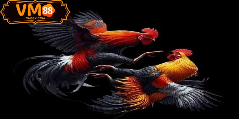 Sảnh Thomo Đá Gà VM88 kịch tính