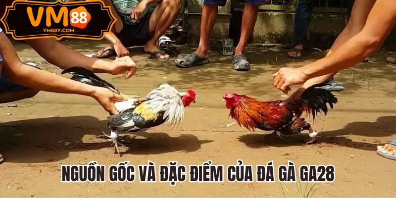 Sảnh Đá Gà GA28 Cựa Dao Thomo