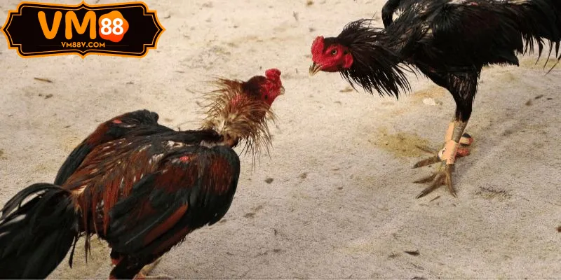 Parlay kèo Sảnh Đá Gà GA28