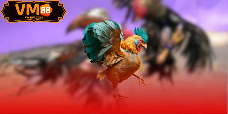 Sảnh Đá Gà WS168 - Đấu Trường Gà Cựa Sắt Hấp Dẫn Sảnh Đá Gà WS168 Cựa Sắt Thomo