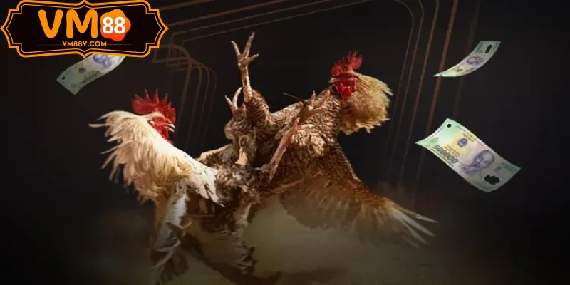 Sảnh Đá Gà WS168 - Đấu Trường Gà Cựa Sắt Hấp Dẫn Trận cựa sắt Sảnh Đá Gà WS168